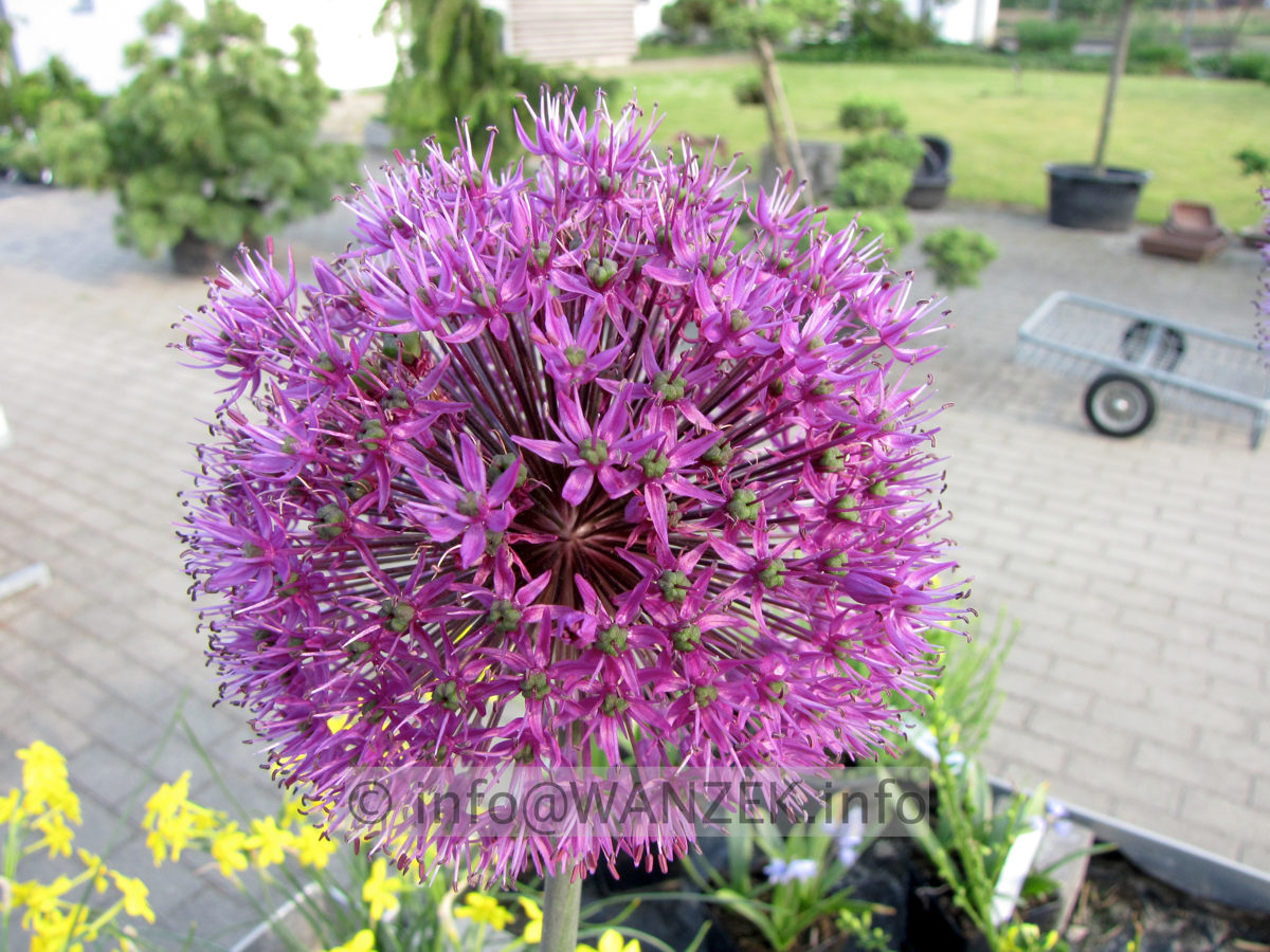 Allium aflatunense Purple Sensation3.JPG